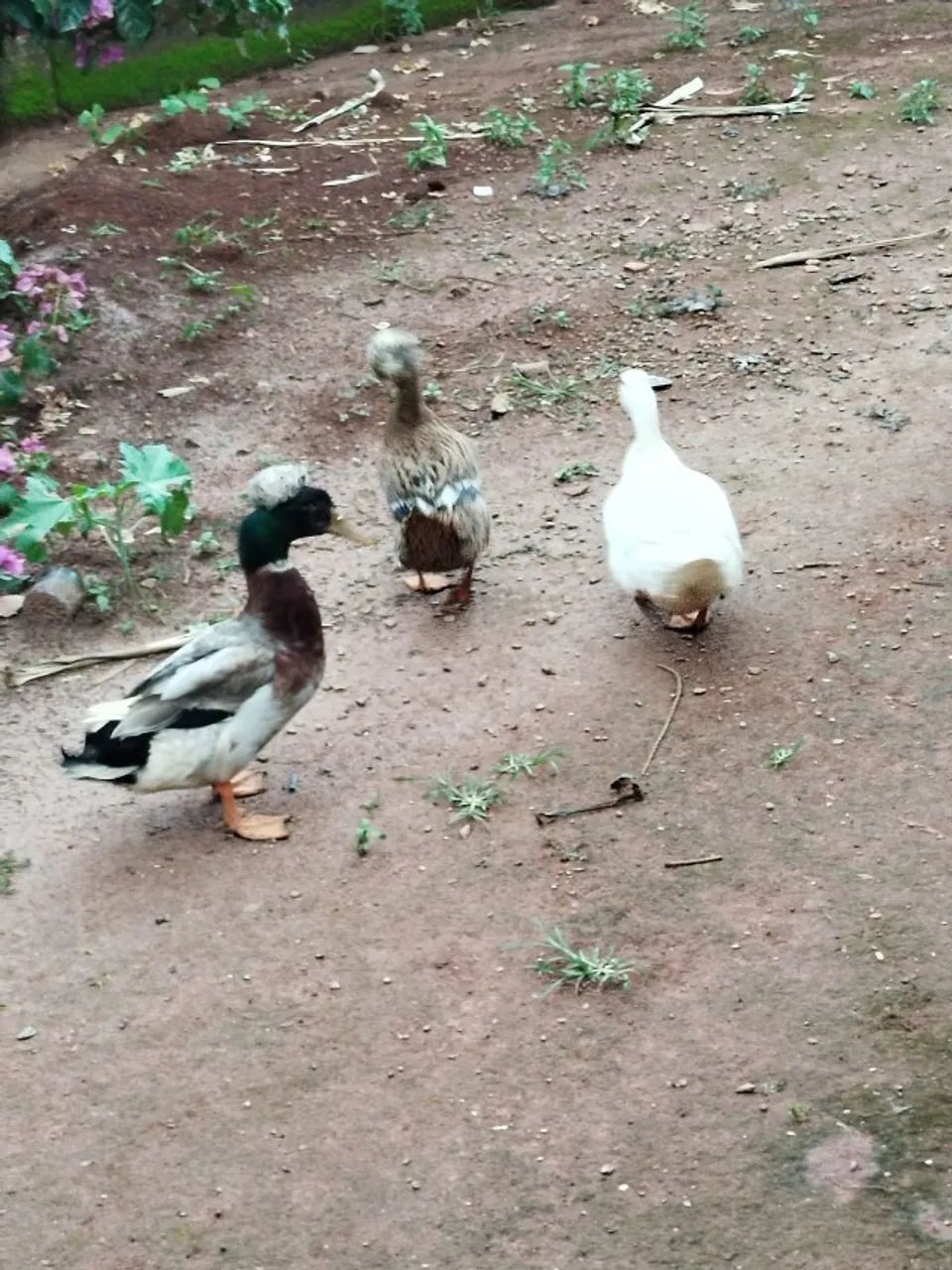 Marreco pompom  - Foto 3