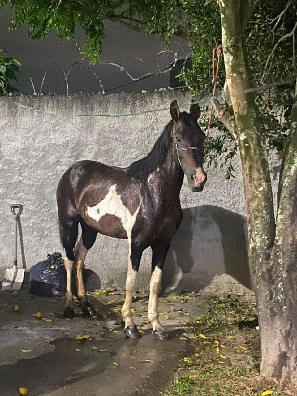 DOAÇÃO DE CAVALO