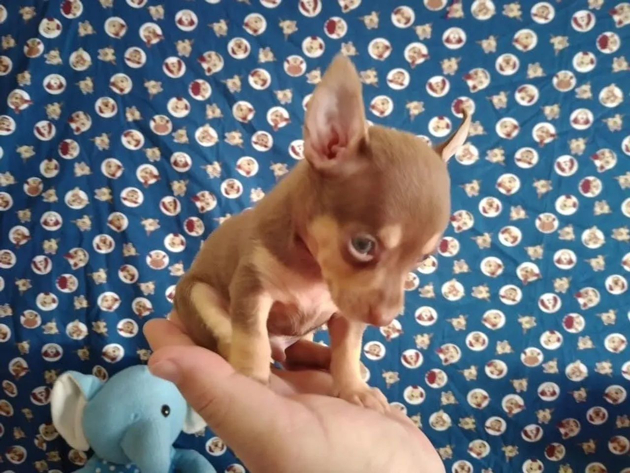 Pinscher miniatura original 