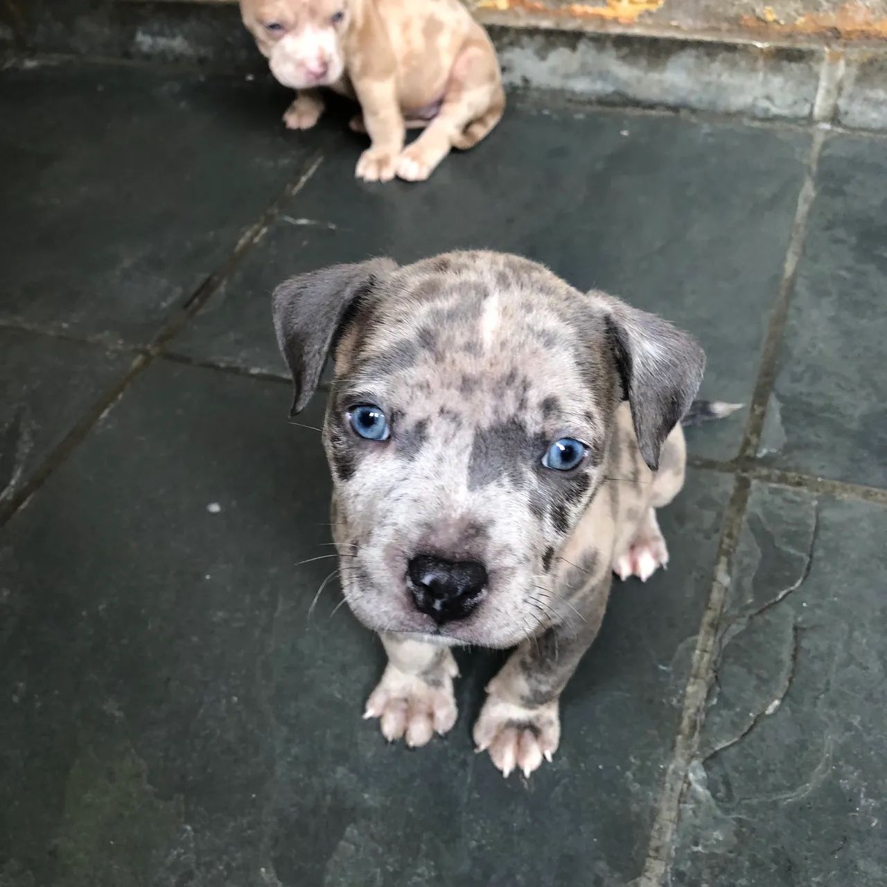 Filhote de American Bully - Foto 4
