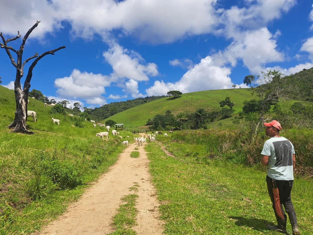 80 Vacas Nelores enxertadas e prenhas - Foto 3