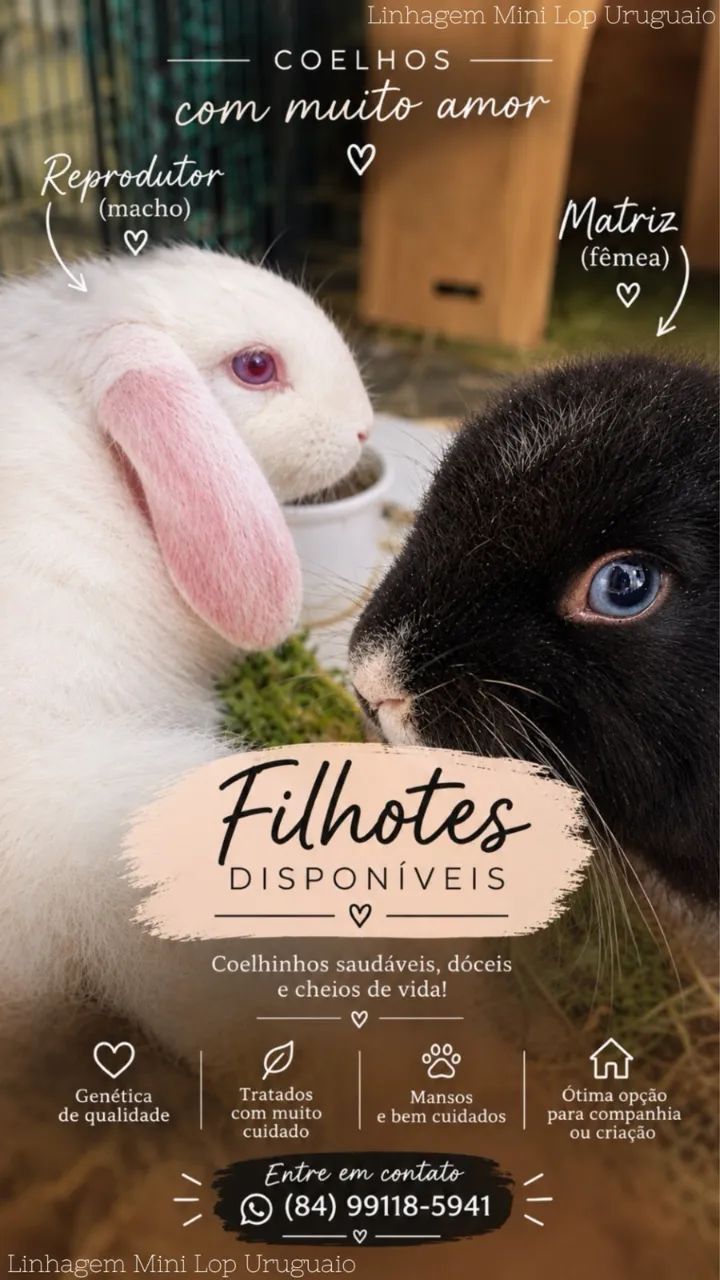 Coelho mini lop