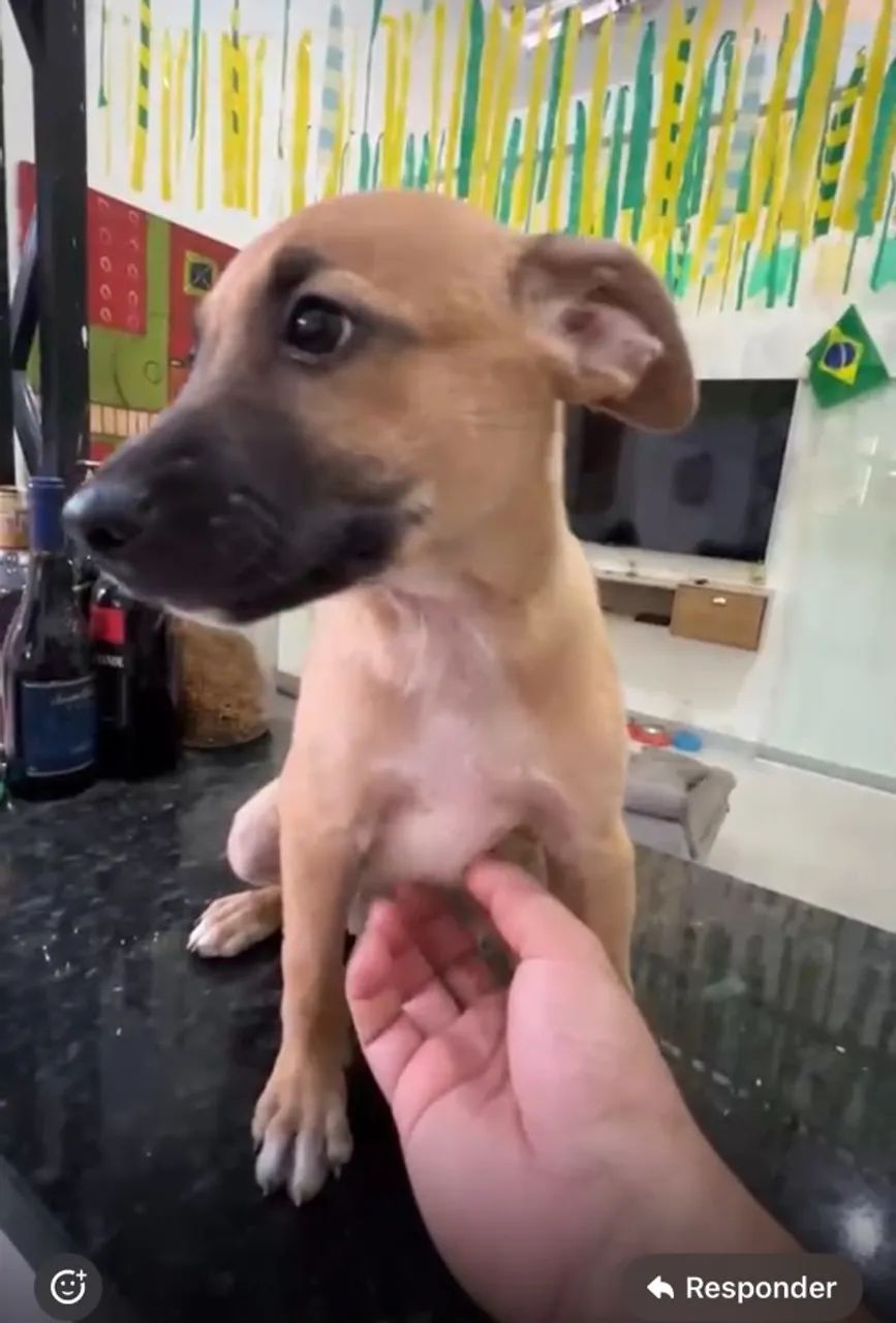 Doação de cachorrinha  - Foto 4