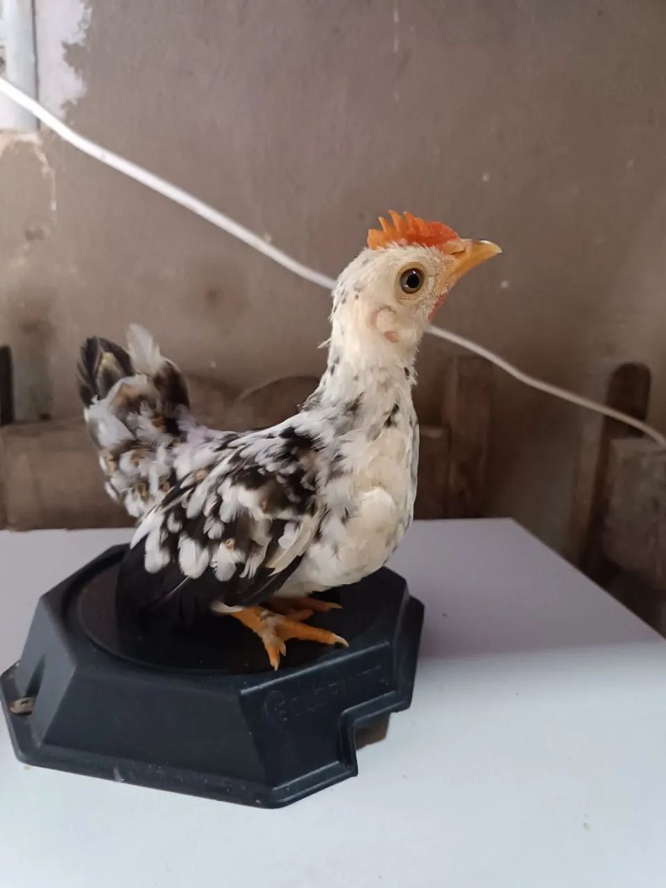 Pintinhos de mini garnises modelados - Foto 2