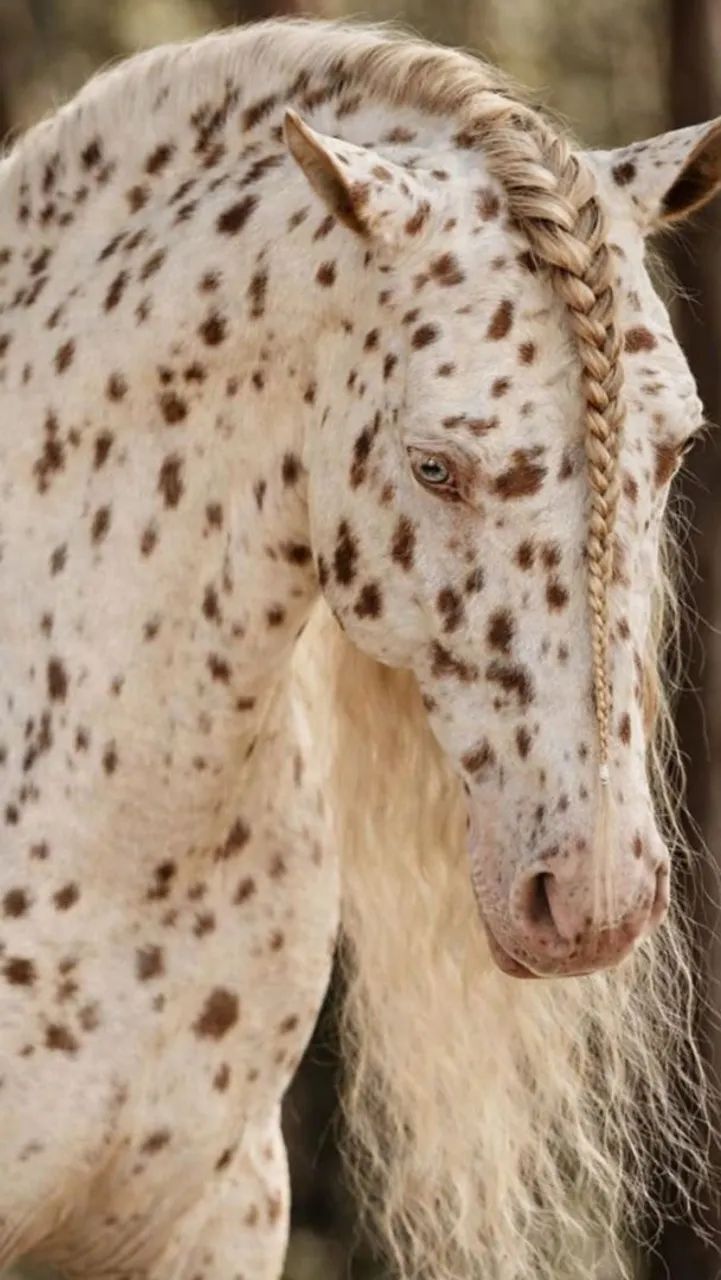 vendo cavalos! (variedades e preço baixo)