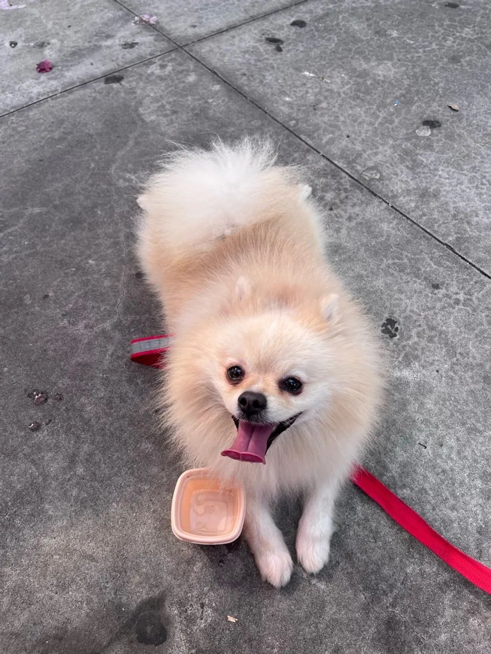 Cachorro Spitz alemão 