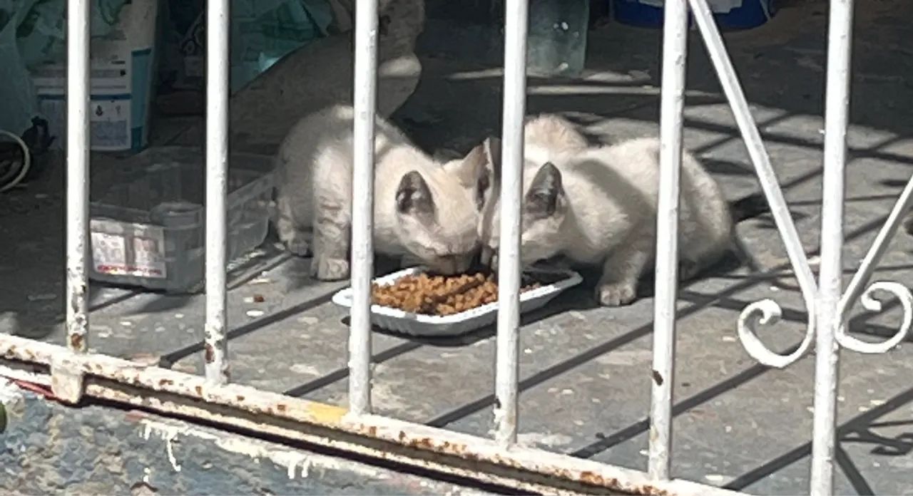 Doa-se lindos gatinhos (a mãe tem olhos claros) - Foto 2