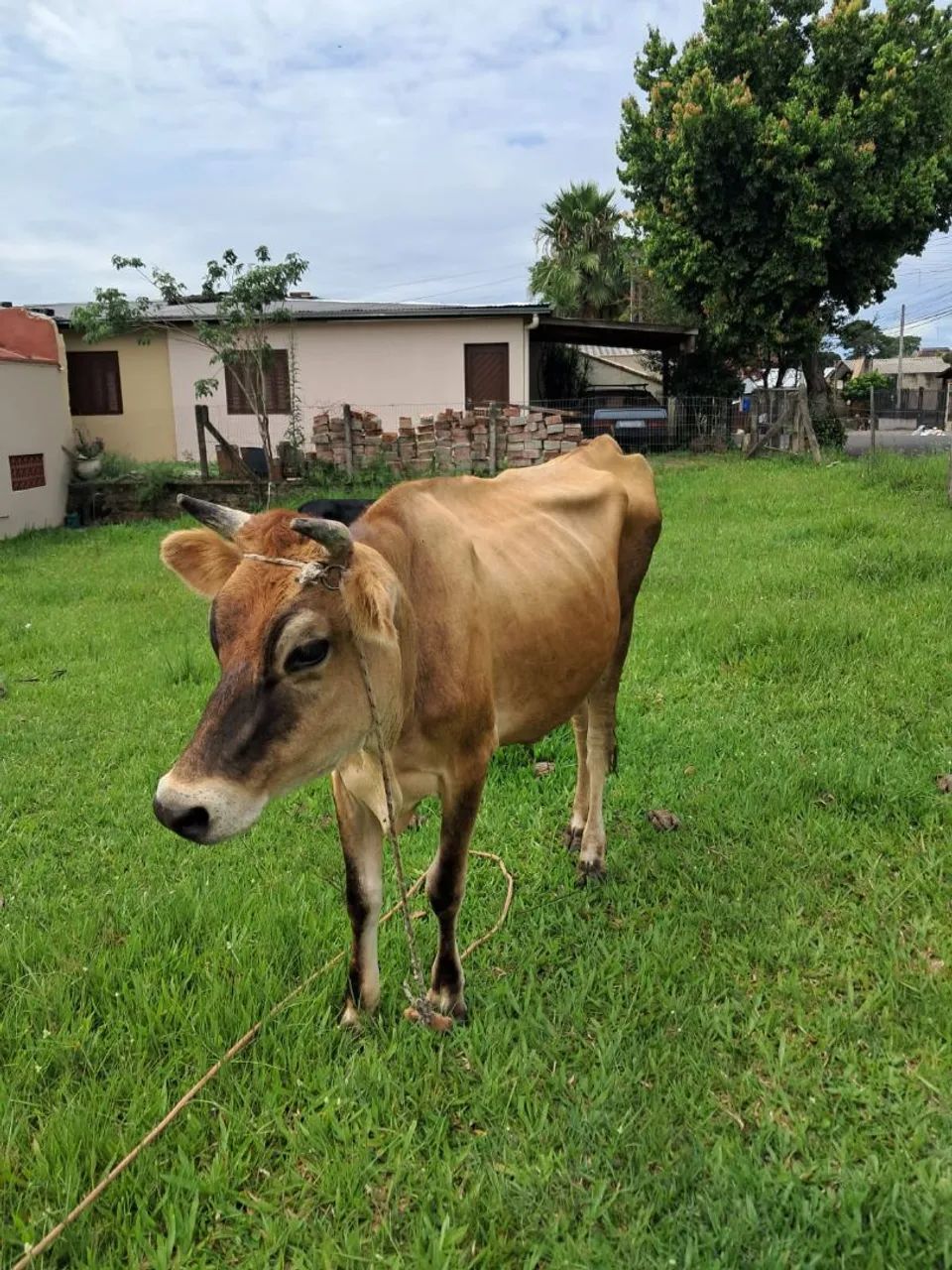 VACA JERSEY BOA DE LEITE