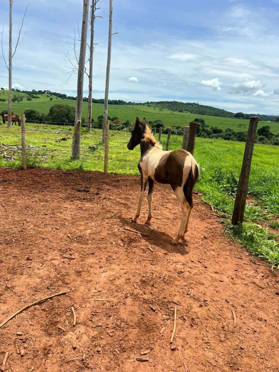 Potro registrado a venda  - Foto 3