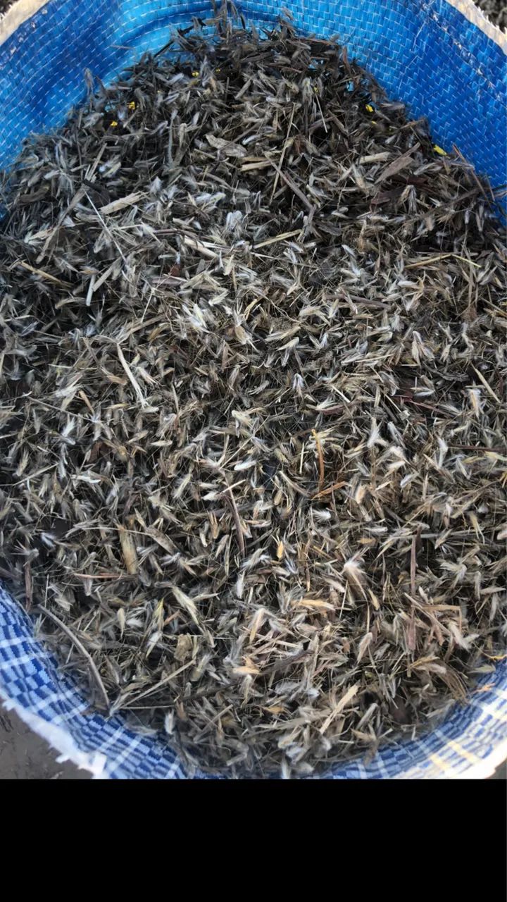 Sementes para pasto - Foto 2