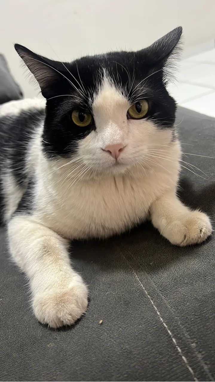 Doação Gato Castrado e Chipado