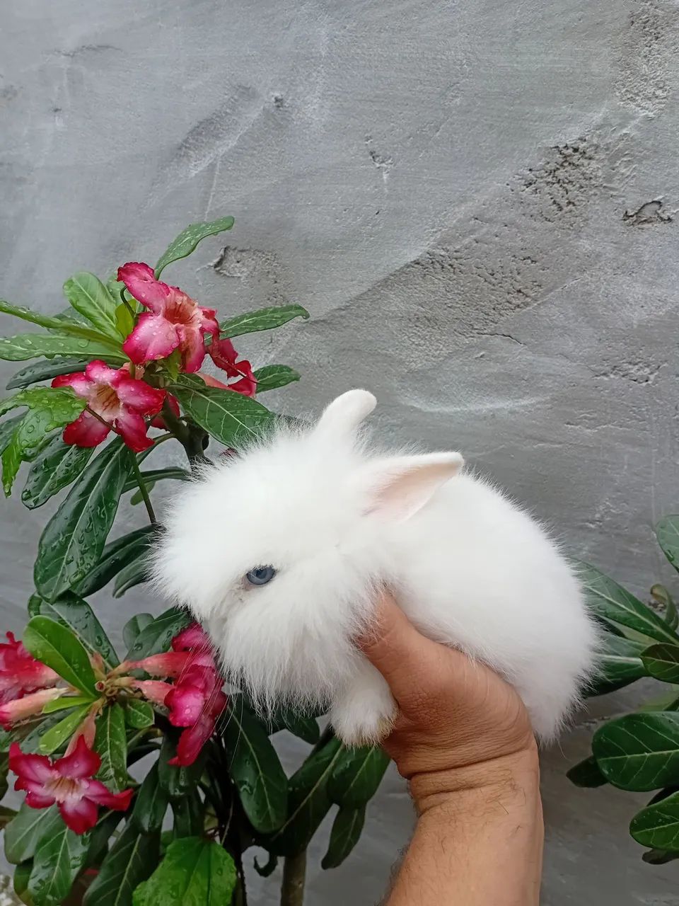 Coelho mini