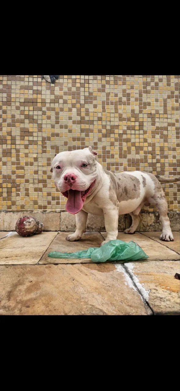 American Bully Exotic Bully