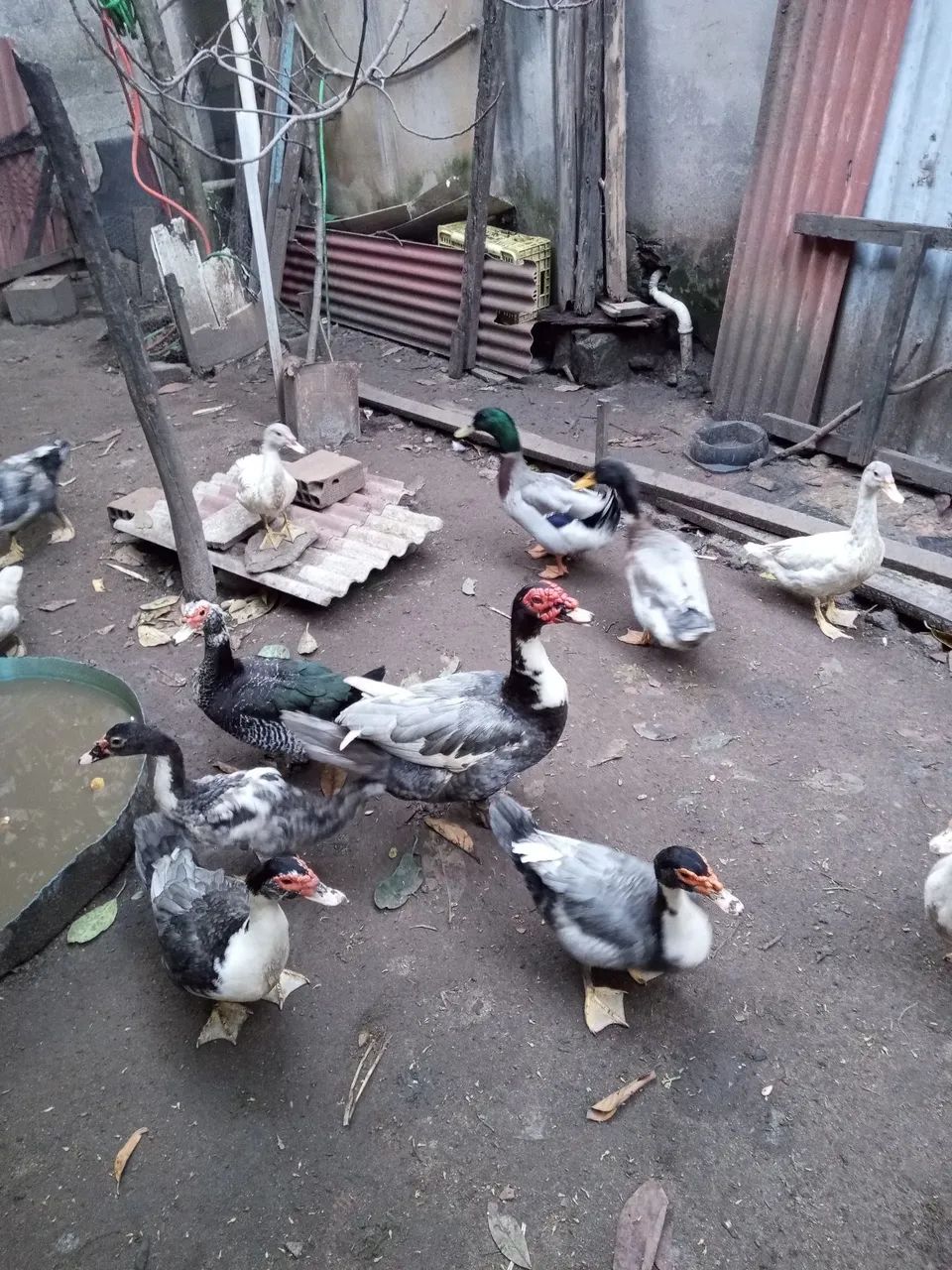 Vende-se pato macho 180 cada  e marrecos original por apenas 80 reais  cada - Foto 3