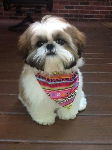 Shihtzu nos temos para voce, agende sua visita!!!