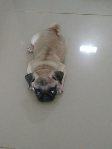 Filhote de Pug fêmea - Foto 5
