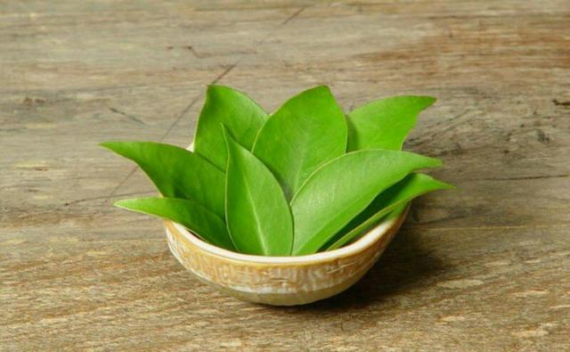 Ora Pro Nobis - folhas - 250g