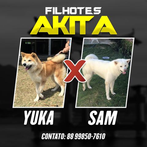 Filhotes de Akita - Foto 5