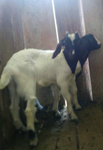 Cabras e bodinhos