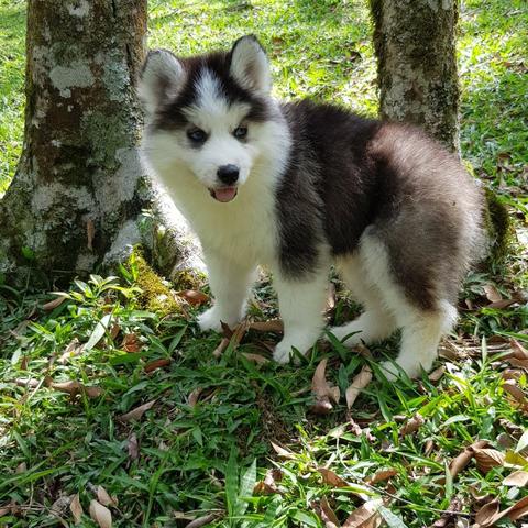 Lindos Filhotes De Husky Siberano - Pelagem Wooly - Foto 2