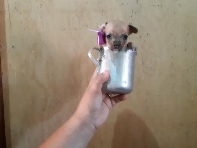 Pinscher zerinha já sem rabinho só 400 .entrego - Foto 2