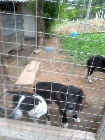 Doa se filhotes de cachorro 6 meses + ou - - Foto 2