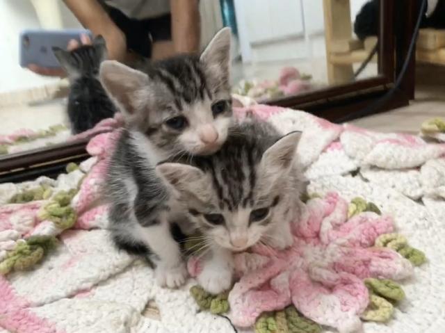 Gatinhos para doação - Foto 6
