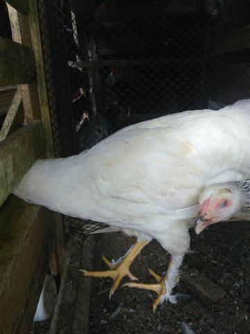 Frango legorne - Foto 2