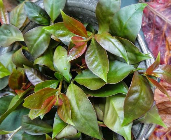 Ora Pro Nobis - folhas - 250g - Foto 2