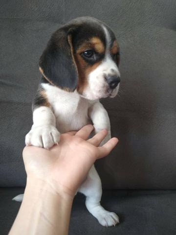 Lindos filhotes,com pedigree e vacinados