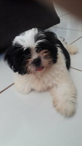 Shih tzu macho - Foto 2