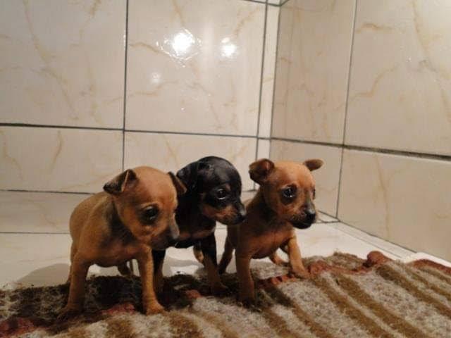 Lindos pinscher x chihuahua só 150 - Foto 2
