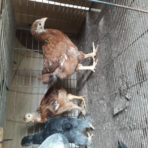 Galinha caipira e caipirão - Foto 3