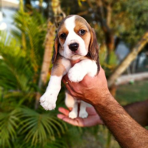 Beagle Filhotes, Ótima Linhagem - Foto 5
