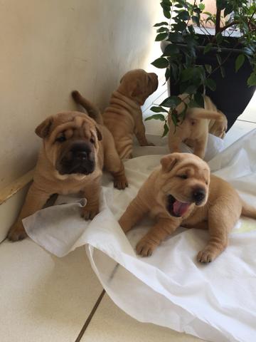 Sharpei