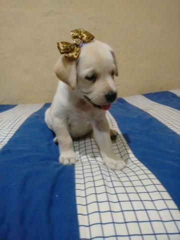 Filhote labrador fêmea