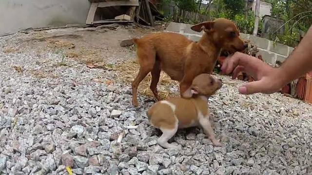 Lindos pinscher x chihuahua só 150 - Foto 3