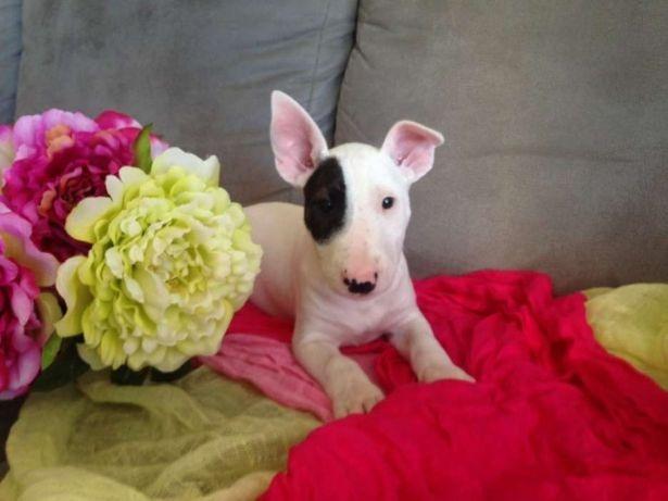 Bull Terrier Inglês vacinados e vermifugados com garantia total de saúde em contrato - Foto 2