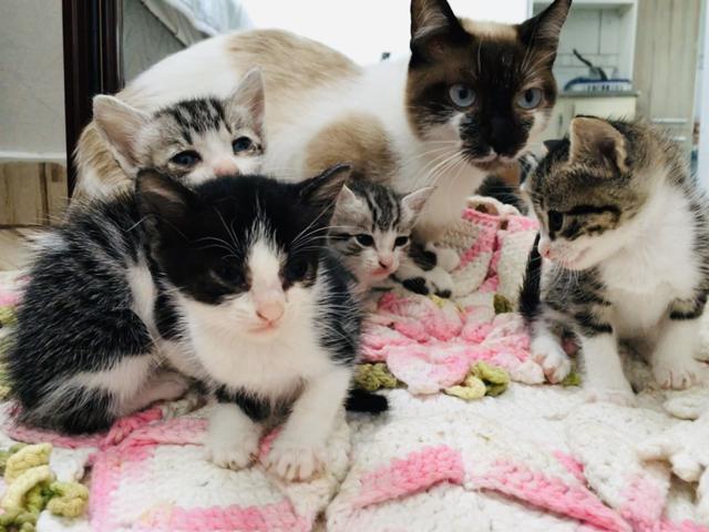 Gatinhos para doação - Foto 3