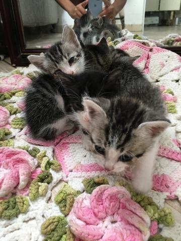 Gatinhos para doação