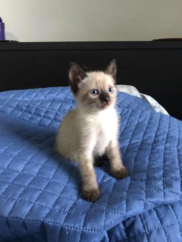 Doa-se lindos gatinhos com vale castração - Foto 2