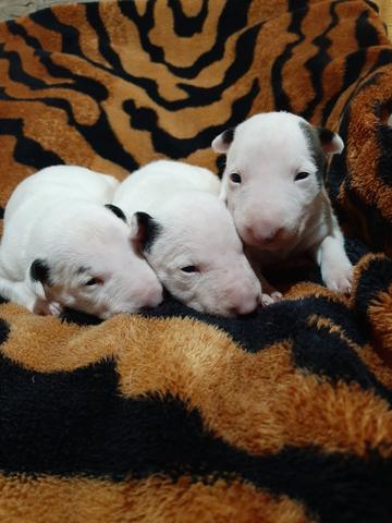 Bull terrier Standard