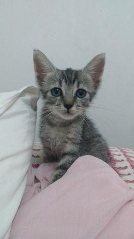Adoção responsável - Foto 2
