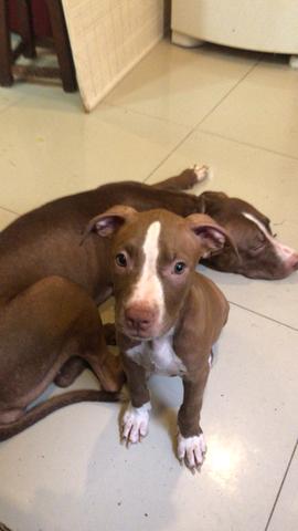 Filhotes de pitbull red nose - Foto 4