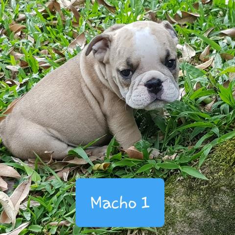 Lindos Filhotes de Bulldog Inglês - Foto 3