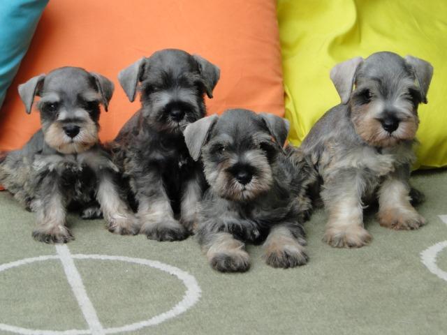 mini schnauzer olx