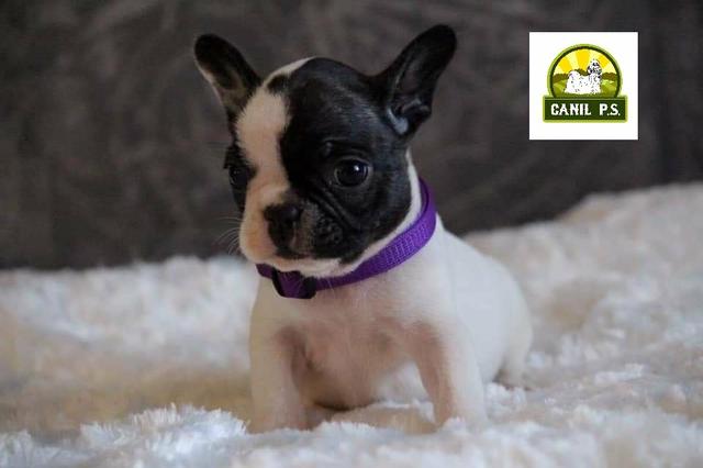 Filhote de buldog francês - Foto 2