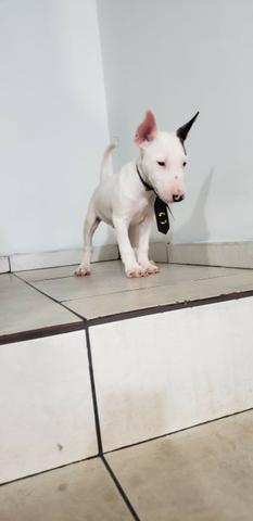 Bullterrier Macho Foto Real - Foto 2