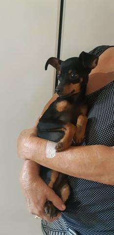 Pinscher Um Mocinho Com Seis Meses - Foto 6