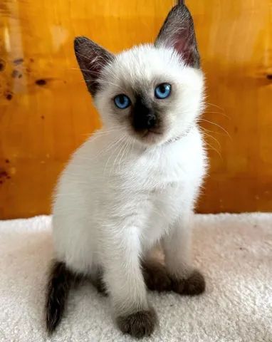 Filhotes Seal Point Siamese - 2 meses - Siamês - Pais no local - Fotos Atuais - Foto 3